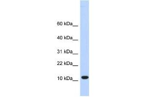 Western Blotting (WB) image for anti-Chromosome 10 Open Reading Frame 57 (C10ORF57) antibody (ABIN2459344) (CJ057 Antikörper)
