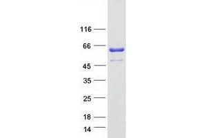 ZNF259 Protein (Myc-DYKDDDDK Tag)