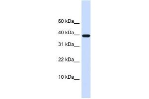 Western Blotting (WB) image for anti-Leukocyte Cell Derived Chemotaxin 1 (LECT1) antibody (ABIN2458871) (LECT1 Antikörper)