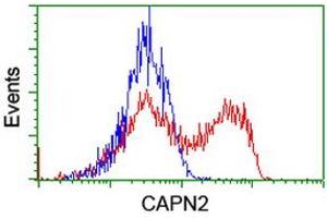 HEK293T cells transfected with either RC205642 overexpress plasmid (Red) or empty vector control plasmid (Blue) were immunostained by anti-CAPN2 antibody (ABIN2455592), and then analyzed by flow cytometry. (Calpain 2 Antikörper)