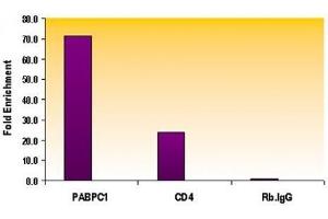 Histone H3 monomethyl Lys79 antibody tested by ChIP analysis. (Histone 3 Antikörper  (H3K79me))