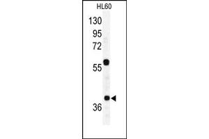 Image no. 2 for anti-RAD23 Homolog A (RAD23A) (C-Term) antibody (ABIN357606)