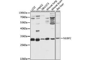 Western blot analysis of extracts of various cell lines, using NUBP2 antibody (ABIN7269064) at 1:1000 dilution.