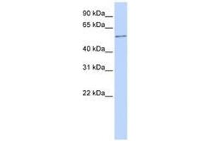 Image no. 1 for anti-One Cut Homeobox 2 (ONECUT2) (AA 108-157) antibody (ABIN6740509) (ONECUT2 Antikörper  (AA 108-157))