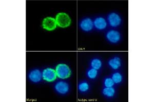 Immunofluorescence staining of fixed mouse splenocytes with anti-GITR antibody DTA-1. (Rekombinanter TNFRSF18 Antikörper)