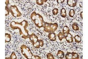 Image no. 1 for anti-CoA Synthase (COASY) (AA 461-565) antibody (ABIN466246) (COASY Antikörper  (AA 461-565))