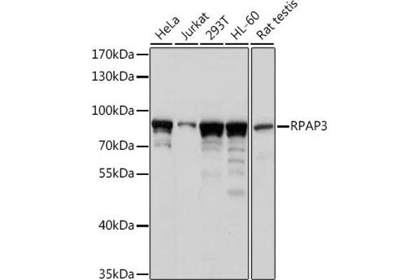 RPAP3 Antikörper  (AA 17-241)