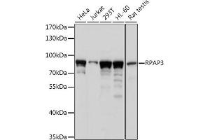 Western blot analysis of extracts of various cell lines, using RP antibody (ABIN7270101) at 1:1000 dilution. (RPAP3 Antikörper  (AA 17-241))