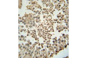 Immunohistochemical staining of formalin-fixed and paraffin-embedded human testis tissue reacted with EZH2 monoclonal antibody  at 1:10-1:50 dilution. (EZH2 Antikörper)