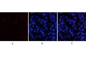 Immunofluorescence analysis of human stomach tissue. (PDGFB Antikörper  (AA 30-110))