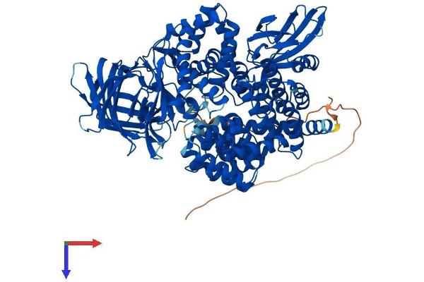 NPEPPS Protein (AA 1-919) (His tag)