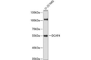 Western blot analysis of extracts of U-251MG cells, using DC antibody (ABIN7266683) at 1:1000 dilution. (DCAF4 Antikörper  (AA 1-120))