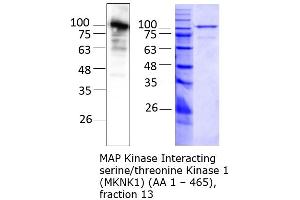 Quality Control Images: Western Blotting + SDS-PAGE (MKNK1 Protein (AA 1-465) (Strep Tag))