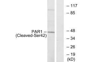 Western blot analysis of extracts from Jurkat cells, using PAR1 (Cleaved-Ser42) antibody.