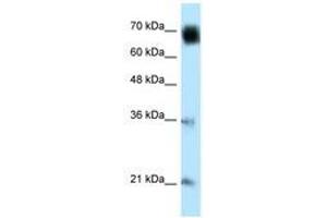Image no. 1 for anti-Glomulin, FKBP Associated Protein (GLMN) (AA 436-479) antibody (ABIN6741140) (GLMN Antikörper  (AA 436-479))