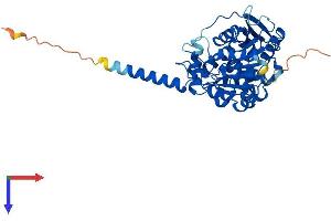 ABHD1 Protein (AA 1-412) (His tag)