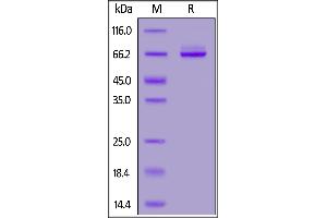 SDS-PAGE (SDS) image for Syndecan 1 (SDC1) (AA 23-254) (Active) protein (Fc Tag,AVI tag,Biotin) (ABIN6973274)