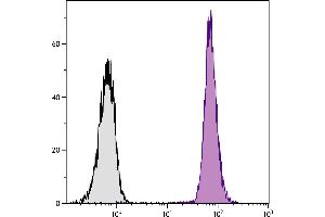 SJL mouse splenocytes were stained with Mouse Anti-Mouse CD45. (CD45.1 Antikörper  (PE-Cy5.5))