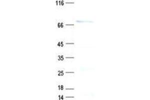Western Blotting (WB) image for Protein Phosphatase 2A 48 KDa Regulatory Subunit (PPP2R3B) (Regulatory Subunit B) protein (His tag) (ABIN5505751)