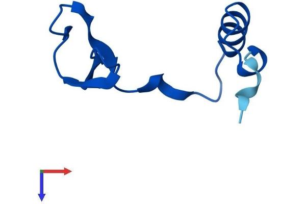 Nop10 Protein (AA 1-64) (Fc Tag)