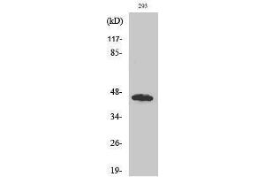 Western Blotting (WB) image for anti-UBA Domain Containing 1 (UBAC1) (Internal Region) antibody (ABIN3175232) (UBAC1 Antikörper  (Internal Region))