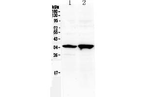 Western blot analysis of Six3 using anti-Six3 antibody .