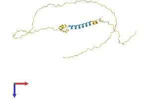 TCEAL5 Protein (AA 1-206) (His tag)