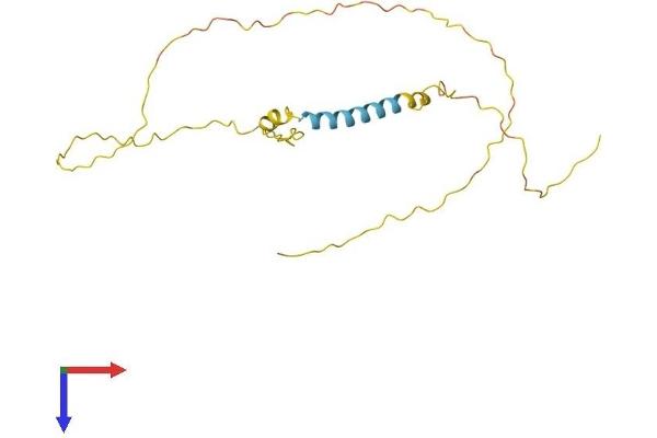 TCEAL5 Protein (AA 1-206) (His tag)