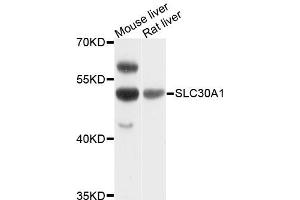 Western blot analysis of extracts of various cell lines, using SLC30A1 antibody. (SLC30A1 Antikörper)