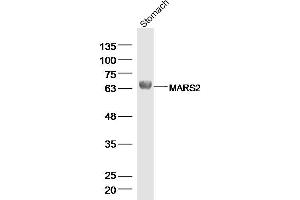MARS2 antibody  (AA 31-130)