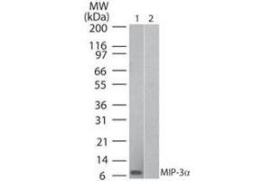 Western Blot of Human MIP 3α (Mouse) Antibody Lane 1: human recombinant MIP-3a Lane 2: mouse recombinant MIP-3a Primary antibody: Human MIP 3α (RAT) Antibody at 0. (CCL20 Antikörper)