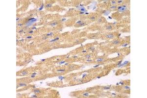 Immunohistochemistry of paraffin-embedded Mouse heart using APLP1 Polyclonal Antibody at dilution of 1:100 (40x lens). (APLP1 Antikörper)