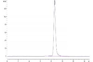 The purity of Mouse CD163 is greater than 95 % as determined by SEC-HPLC. (CD163 Protein (CD163) (AA 39-1045) (His tag))