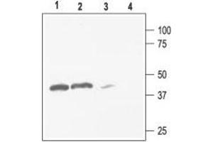 Western blot analysis of rat kidney (lanes 1 and 3) and brain (lanes 2 and 4) membranes: - 1,2.