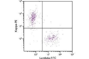 CD19+ human B-lymphocytes were stained with Goat F(ab’)2 Anti-Human Lambda, Mouse ads-FITC and Goat F(ab’)2 Anti-Human Kappa-PE. (Ziege anti-Human lambda (Chain lambda) Antikörper (FITC) - Preadsorbed)