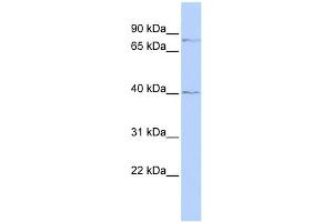 WB Suggested Anti-ZNF214 Antibody Titration:  0. (ZNF214 Antikörper  (N-Term))