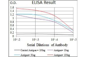 Red: Control Antigen (100ng) ; Purple: Antigen (10ng) ; Green: Antigen (50ng) ; Blue: Antigen (100ng). (DNAL4 Antikörper  (AA 1-105))