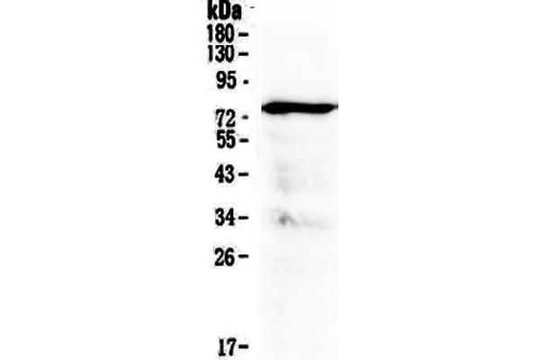 MAVS anticorps  (AA 34-96)