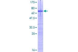 SPIB Protein (AA 1-262) (GST tag)