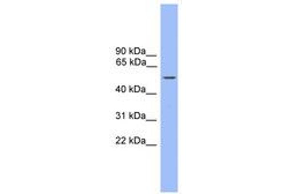 ZBTB8B antibody  (AA 411-460)