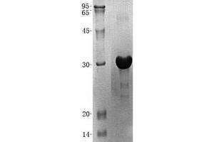 Western Blotting (WB) image for Autophagy Related 10 (ATG10) (Transcript Variant 3) protein (His tag) (ABIN2714791)