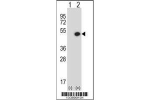 Western blot analysis of BMP7 using rabbit polyclonal BMP7 Antibody using 293 cell lysates (2 ug/lane) either nontransfected (Lane 1) or transiently transfected (Lane 2) with the BMP7 gene. (BMP7 Antikörper  (C-Term))