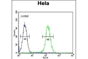 FOXL2 Antibody (N-term) (ABIN654125 and ABIN2844000) flow cytometric analysis of Hela cells (right histogram) compared to a negative control cell (left histogram). (FOXL2 Antikörper  (N-Term))