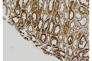 ABIN6278957 at 1/100 staining Mouse kidney tissue by IHC-P. (WNT8A Antikörper  (Internal Region))
