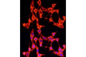 Immunofluorescence analysis of NIH/3T3 cells using GCH1 Rabbit pAb (ABIN7267525) at dilution of 1:100 (40x lens).