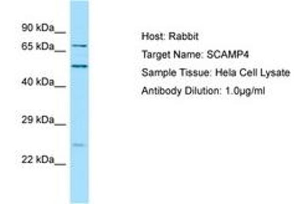 SCAMP4 antibody  (C-Term)