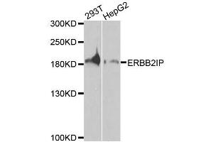 Western blot analysis of extracts of various cell lines, using ERBB2IP antibody (ABIN5996445) at 1/1000 dilution. (ERBB2IP Antikörper)
