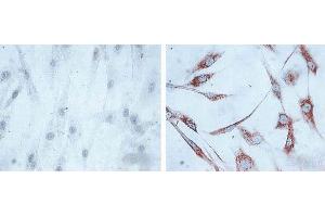 Immunocytochemistry/Immunofluorescence analysis using Mouse Anti-Hsp60 Monoclonal Antibody, Clone LK1, . (HSPD1 Antikörper  (PE))