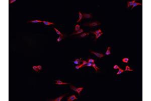 ABIN6276897 staining HepG2? (BMPR1A Antikörper  (N-Term))