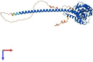 STAMBPL1 Protein (AA 1-436) (His tag)